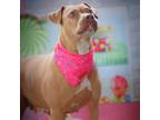 Adopt Abilene JuM a Red/Golden/Orange/Chestnut American Pit Bull Terrier / Mixed