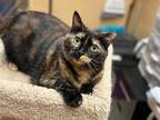 Adopt Briella a Tortoiseshell Domestic Shorthair / Mixed (short coat) cat in