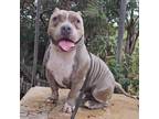 Adopt Chico a Brindle Pit Bull Terrier / Mixed Breed (Medium) / Mixed dog in San