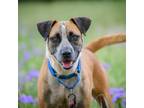 Adopt Paisley Grace a Boxer / Black Mouth Cur / Mixed dog in Minneapolis