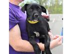 Adopt Frog a Black Patterdale Terrier (Fell Terrier) / Mixed dog in Chantilly