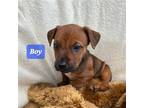 Adopt Lynette's 7 Leena a Brown/Chocolate Hound (Unknown Type) / Mixed dog in