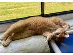 Adopt Marigold a Orange or Red Tabby Domestic Shorthair / Mixed (short coat) cat