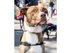 Adopt Kam a Australian Shepherd / Terrier (Unknown Type, Medium) dog in