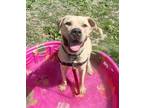 Adopt Ivan a Tan/Yellow/Fawn Mixed Breed (Large) / Mixed dog in Oshkosh