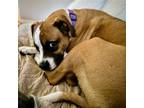 Adopt Maximo a Tricolor (Tan/Brown & Black & White) Boxer / Mixed dog in Dumont