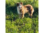 Australian Shepherd Puppy for sale in Unionville, IA, USA