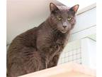 Adopt Nubbins a Gray or Blue Russian Blue / Mixed (short coat) cat in Los