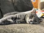Adopt Hannah a Gray, Blue or Silver Tabby Domestic Shorthair (short coat) cat in