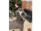 Adopt Ganon a Gray/Blue/Silver/Salt & Pepper Mixed Breed (Large) / Mixed dog in