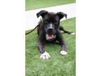 Adopt Baron a Black Mixed Breed (Large) / Mixed dog in Hamilton, OH (37807647)
