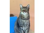 Adopt Oliver a All Black Domestic Shorthair / Domestic Shorthair / Mixed cat in