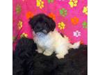 Havanese Puppy for sale in Columbus, OH, USA