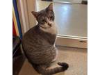 Adopt Serendipity a Gray or Blue Domestic Shorthair / Mixed cat in Ridgeland