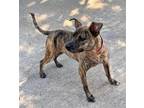 Adopt Celine a Brindle American Pit Bull Terrier / Plott Hound / Mixed dog in