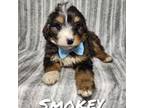 Mutt Puppy for sale in Millersburg, IN, USA