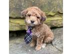 Mutt Puppy for sale in Lisbon, OH, USA