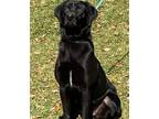 Adopt Samuel a Black Labrador Retriever / Mixed dog in Grand Bay, AL (37964091)