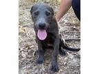 Adopt Candie a Gray/Blue/Silver/Salt & Pepper Blue Lacy/Texas Lacy / American
