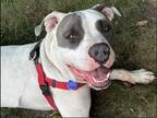 Adopt Luke a Pit Bull Terrier / Mixed dog in Sayreville, NJ (37961842)