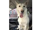 Adopt Callie a White Shepherd (Unknown Type) / Husky / Mixed dog in Olive