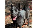 Adopt Cole a Black German Shepherd Dog / Mixed Breed (Medium) / Mixed (short