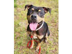 Adopt Remi a Black Mixed Breed (Medium) / Mixed dog in Fernandina Beach