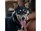 Adopt Godiva JuM a Black Siberian Husky / Shepherd (Unknown Type) / Mixed dog in