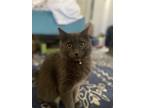 Adopt Stormie a Gray or Blue Domestic Mediumhair / Mixed (medium coat) cat in
