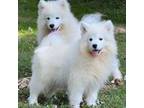 Samoyed Puppy for sale in Cookeville, TN, USA