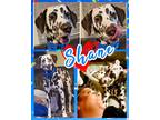 Adopt Shane a Dalmatian / Mixed dog in Fort Collins, CO (37932882)