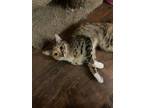 Adopt Tails a Calico or Dilute Calico Domestic Shorthair / Mixed (short coat)