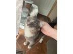 Adopt Fluffy a Gray or Blue Domestic Longhair / Mixed (long coat) cat in