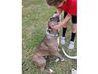 Adopt Bindi a Pit Bull Terrier / American Pit Bull Terrier / Mixed dog in