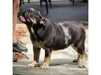 Bulldog Puppy for sale in Dallas, TX, USA