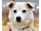 Adopt Dolly a Jindo / Mixed dog in San Ramon, CA (37904561)