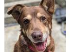 Adopt Jojo a German Shepherd Dog / Labrador Retriever / Mixed dog in San Ramon