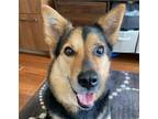 Adopt Buzz a Bernese Mountain Dog / German Shepherd Dog / Mixed dog in San