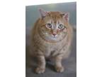 Adopt Bobby a Orange or Red Domestic Shorthair / Domestic Shorthair / Mixed cat