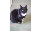Adopt Chief a All Black Domestic Shorthair / Domestic Shorthair / Mixed cat in