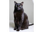 Adopt Darcy a Brown or Chocolate Domestic Shorthair / Domestic Shorthair / Mixed