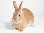 Adopt Roger a Fawn Rex / Mixed (short coat) rabbit in Kingston, ON (33589472)