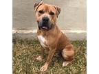 Adopt Butch - PAWS a Tan/Yellow/Fawn Mixed Breed (Large) / Mixed dog in Las