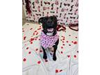 Adopt Harriet a Black Mixed Breed (Medium) / Mixed dog in Manitowoc