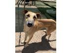 Adopt Clover a Tan/Yellow/Fawn Great Dane / Husky / Mixed dog in Nogales