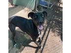 Adopt Madra a Black Great Dane / Husky / Mixed (short coat) dog in Nogales