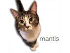 Adopt Miu Miu a Brown or Chocolate Domestic Shorthair / Mixed cat in Fairfax