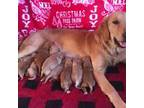 AKC Golden Retriever Pup 2