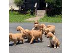 Purebred, AKC Golden Pup 5