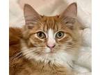 Adopt Freddie [CP] a Orange or Red Domestic Longhair / Mixed (long coat) cat in